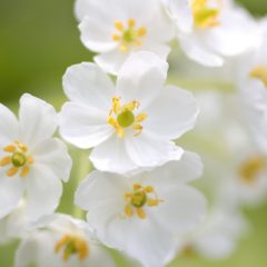 【四季の花】サンカヨウをモチーフにしたアクセサリーやお手入れ方法