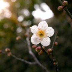 【四季の花】日本伝統的なお花「梅」をモチーフにしたアクセサリー