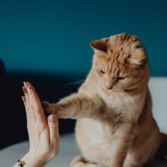 2月22日猫の日　猫ちゃんのピアスやお手入れ方法などをご紹介