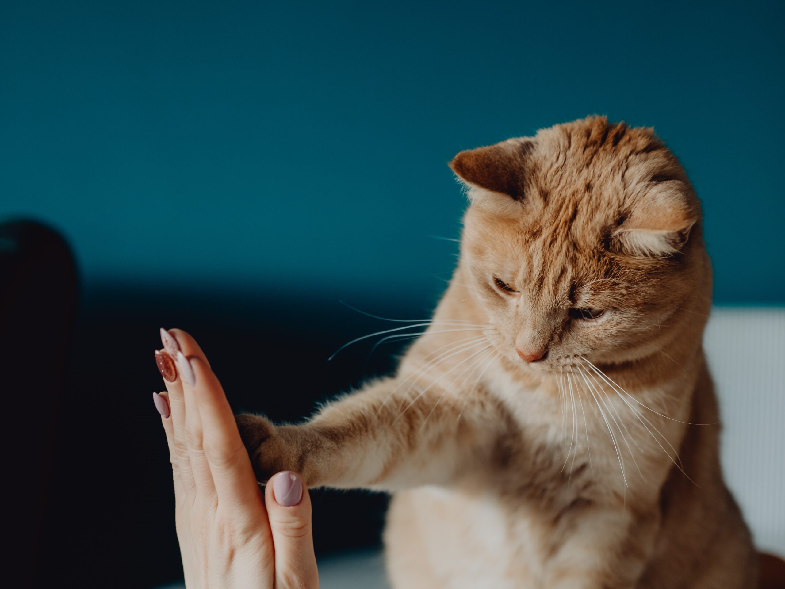 2月22日猫の日　猫ちゃんのピアスやお手入れ方法などをご紹介