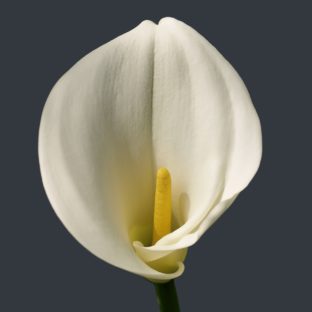 【四季の花】女性に人気 オランダカイウのアクセサリーの紹介