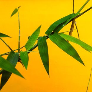 女性に人気 竹(タケ)のアクセサリーの紹介