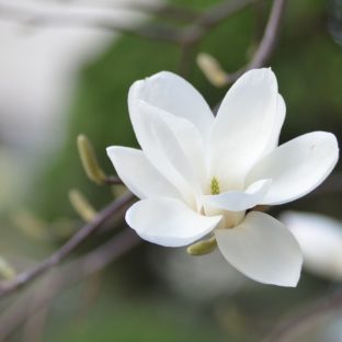 【四季の花】女性に人気 白木蓮(ハクモクレン)のアクセサリーの紹介