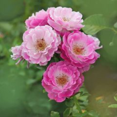 【四季の花】女性に人気 牡丹(ボタン)のアクセサリーの紹介