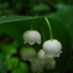 【四季の花】ネフライト(軟玉)を使用した鈴蘭(スズラン)のアクセサリー