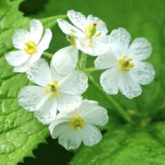 【お客様の声】サンカヨウのアクセサリーの装着感想をご紹介