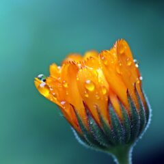 【四季の花】をモチーフにしたジュエリー、アクセサリーたち　特集