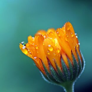 【四季の花】をモチーフにしたジュエリー、アクセサリーたち　特集