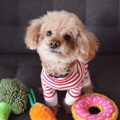 11月1日犬の日　可愛い犬のピアスやお手入れ方法をご紹介します