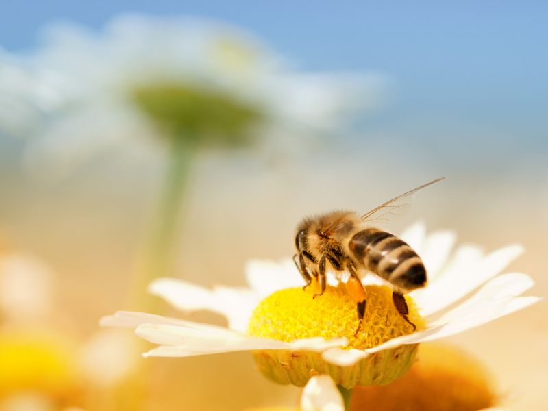 蜂モチーフの意味は?