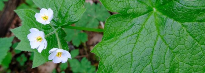 朝露を吸って透き通るようになるサンカヨウの花のアクセサリー 特集 | オリジナルアクセサリーブランド｜Vary