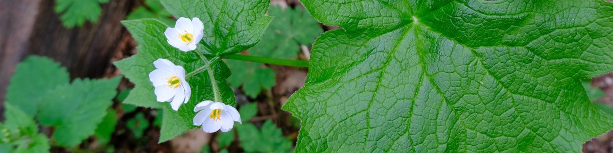 朝露を吸って透き通るようになるサンカヨウの花のアクセサリー　特集