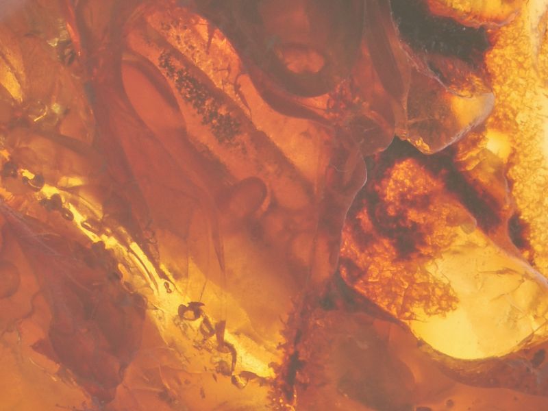 琥珀指輪の魅力とは?