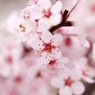 伝統と現代の融合：梅の花アクセサリーの魅力