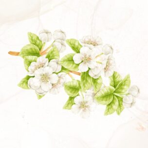 梨の花の物語：希望と優雅さを纏うアクセサリー